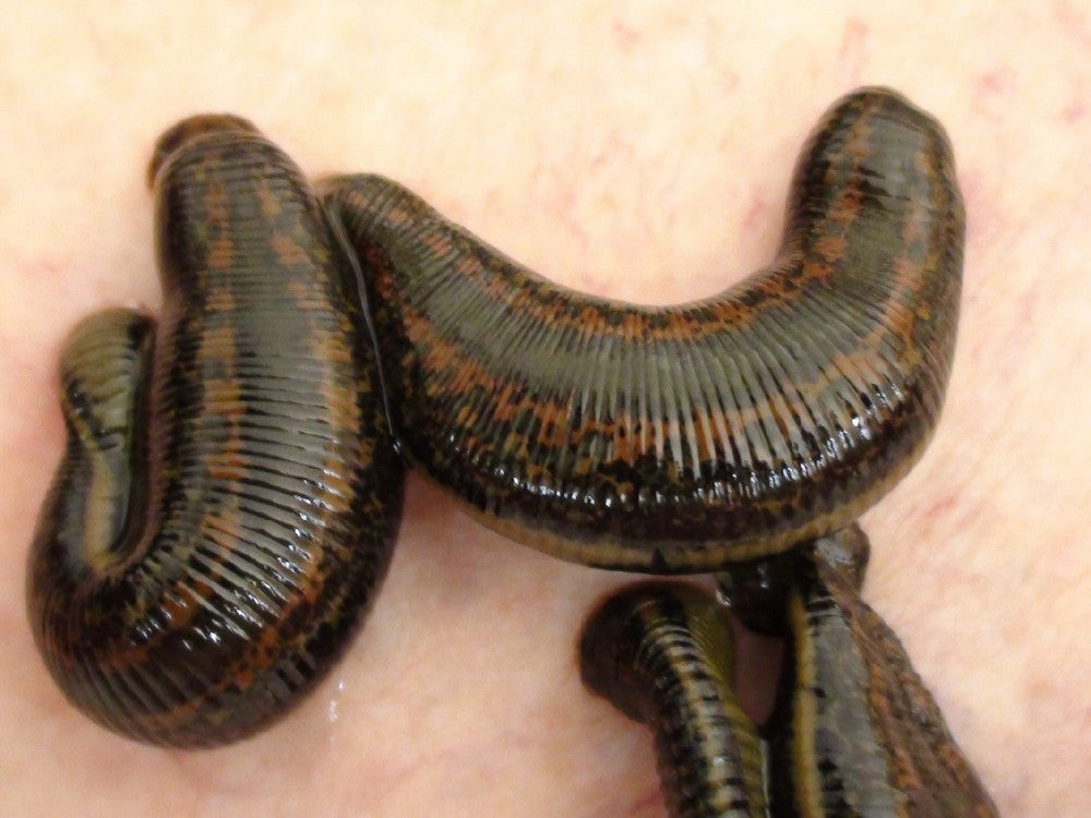 Giant & Jumbo Leeches