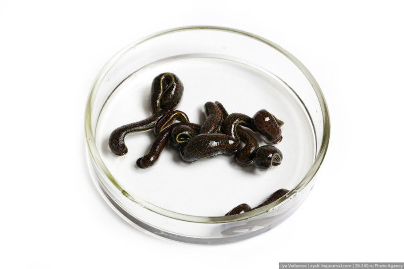 Hirudo Medicinalis Mix
