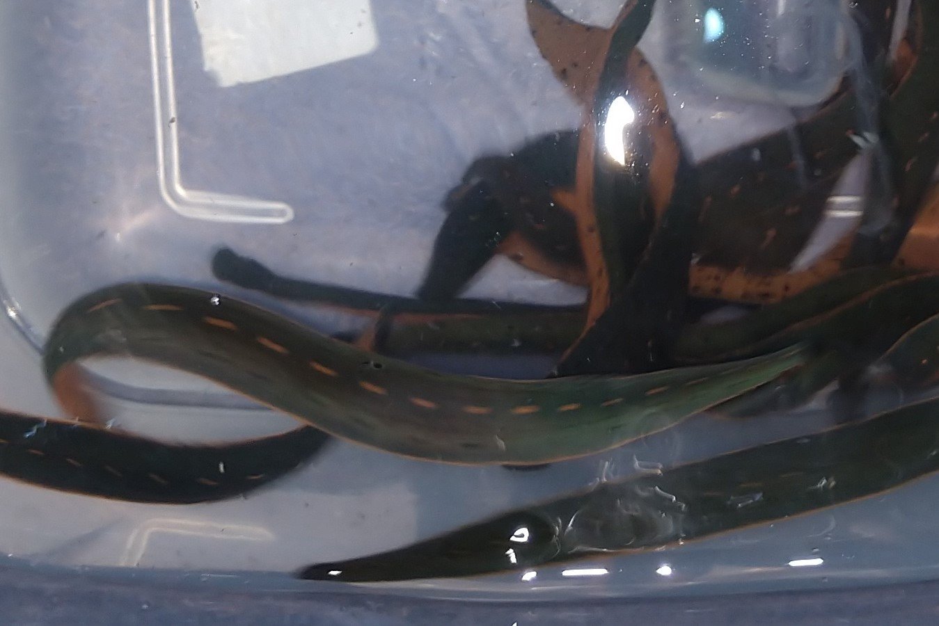 1 North American  Leech